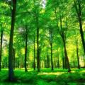 綠光森林