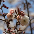 阿里山櫻花季-普賢象
