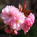 阿里山櫻花季-關山