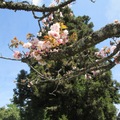 2015年阿里山櫻花季