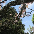 2015年阿里山櫻花季