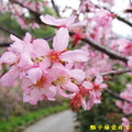 台中＆新社沐心泉。走在大自然的懷抱，山邊轉角遇見～櫻花在枝頭靜謐的魅力！