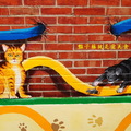 屋頂上的貓.虎尾頂溪彩繪村