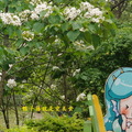 2014西湖渡假村五月雪桐花祭