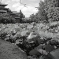 台北植物園的荷花～在黑與白的世界，默默的綻放！