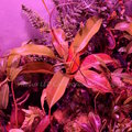 食蟲植物專用LED燈(測試效果圖)