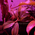 食蟲植物專用LED燈(測試效果圖)