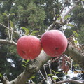 蘋果王樹上嫁接的果實