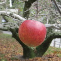 蘋果王樹上嫁接的果實