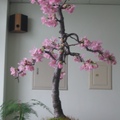 昭和櫻盆栽