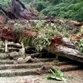 溪頭2800年最老神木倒塌