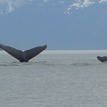 鯨群壯游