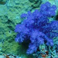 紫的很美的軟珊瑚