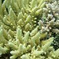 美麗的黃色鹿角珊瑚
