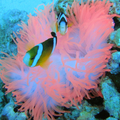 粉紅海葵跟小丑魚
