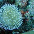 珊瑚『花』