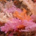 七彩軟珊瑚