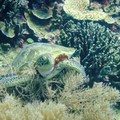 在珊瑚礁裡休息的海龜