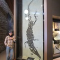 Mountain man & Crocodilia Fossil in Fossil Butte NM Wyoming, Fall 2015
