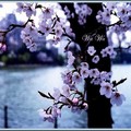 あしのこ 日本蘆之湖の花