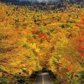 Autumn Tree Tunnel, Smuggler's Notch State Park, Vermont