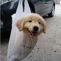 自備「狗」物袋