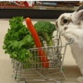 兔寶寶購物去
