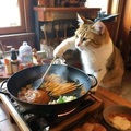 新來的貓主廚