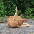 貓瑜伽棒棒腿式