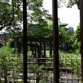 植物園荷花池