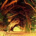 1000 Year Old Yew Tree, West Wales, United Kingdom