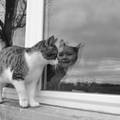 照鏡子的貓