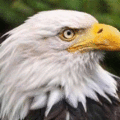 為什麼美國國鳥從不拍正面照？