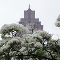 228 公園的流蘇雪﻿