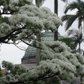 228 公園的流蘇雪﻿