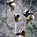 熊貓樹