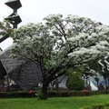 228 公園的流蘇雪﻿