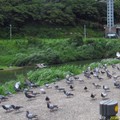 景美溪畔鴿群