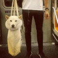 紐約地鐵禁止帶狗，除非包裡塞得下，於是乘客各顯神通。