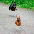 據說腿短的狗比較會飛