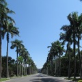 臺大椰林大道