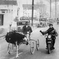 鴕鳥曾經是一種會超速的交通工具 @ 1930 年洛杉磯