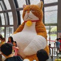 橘貓重重