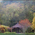 涼亭旁紫藤花落葉遍地, 楓紅層層, 秋意正濃