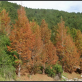 富野渡假村旁落羽松全紅了, 彷彿北國景色