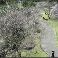 松風閣庭前小徑梅花盛開