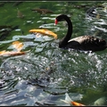 黑天鵝姿態優雅, 與池中錦鯉戲水