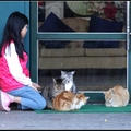 遊客與民宿飼養的貓迷嬉戲