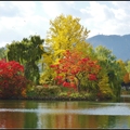 湖水中央矗立的楓紅與銀杏,如詩如畫令人難忘