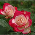 士林官邸玫瑰展, 展期 2019/04/12-28, 125個品種，2000株玫瑰陸續綻放,
最特別的同步推出玫瑰押花和彩繪藝術品